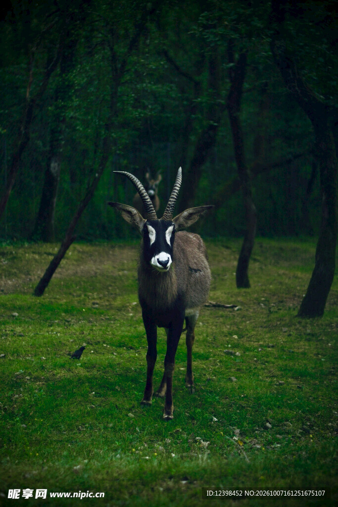 雄鹿