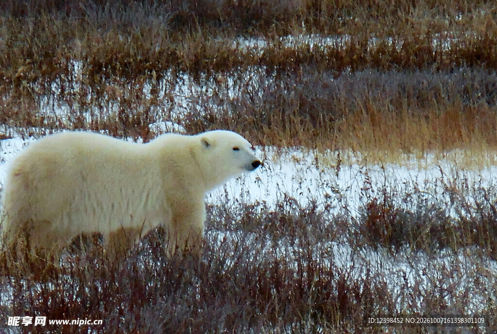 雪地中的北极熊