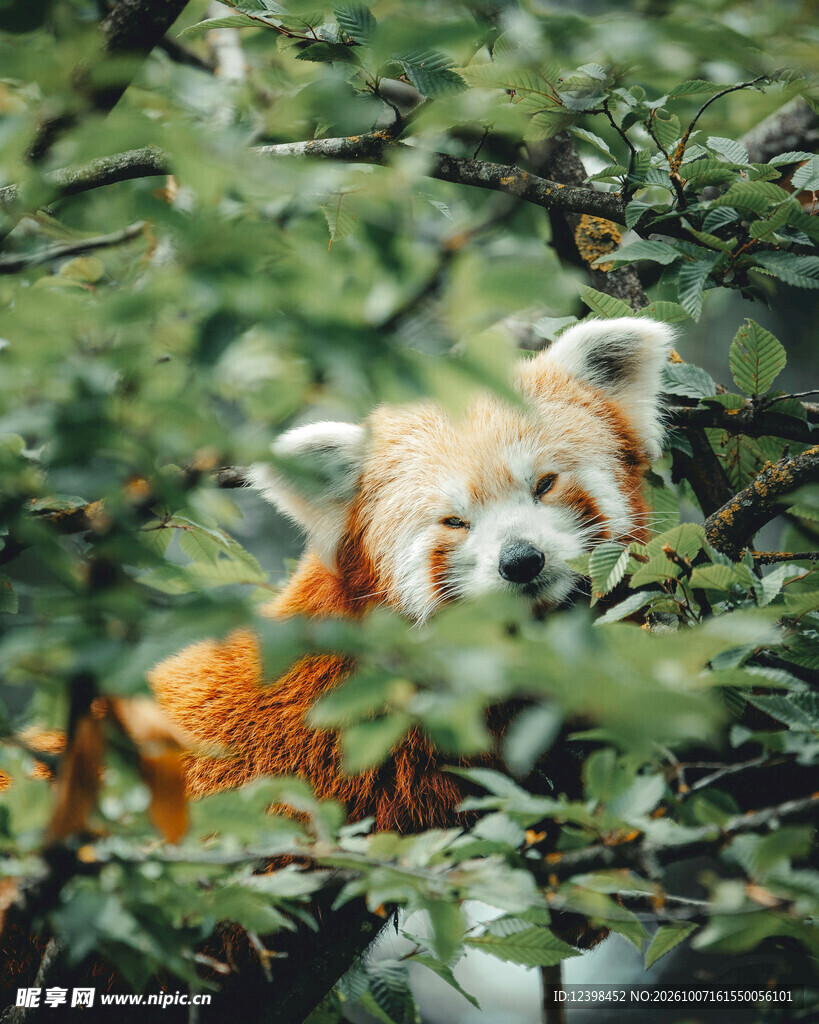 树丛中的小熊猫