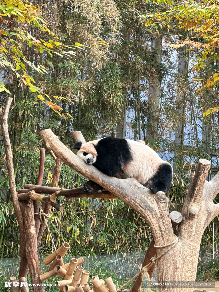 树上休憩的大熊猫