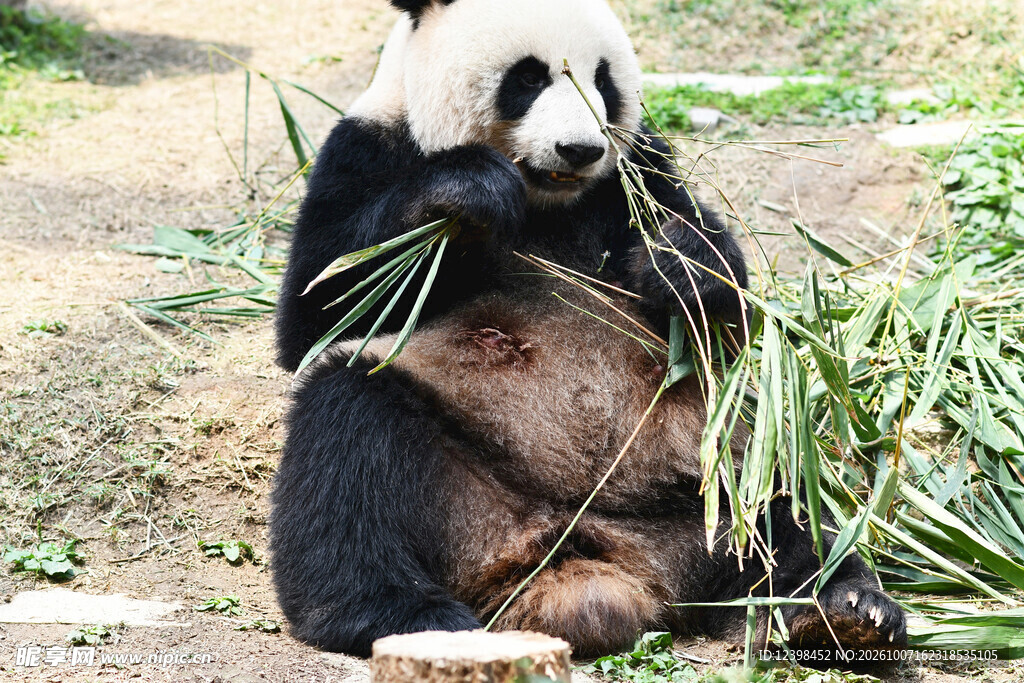大熊猫坐地啃食竹子