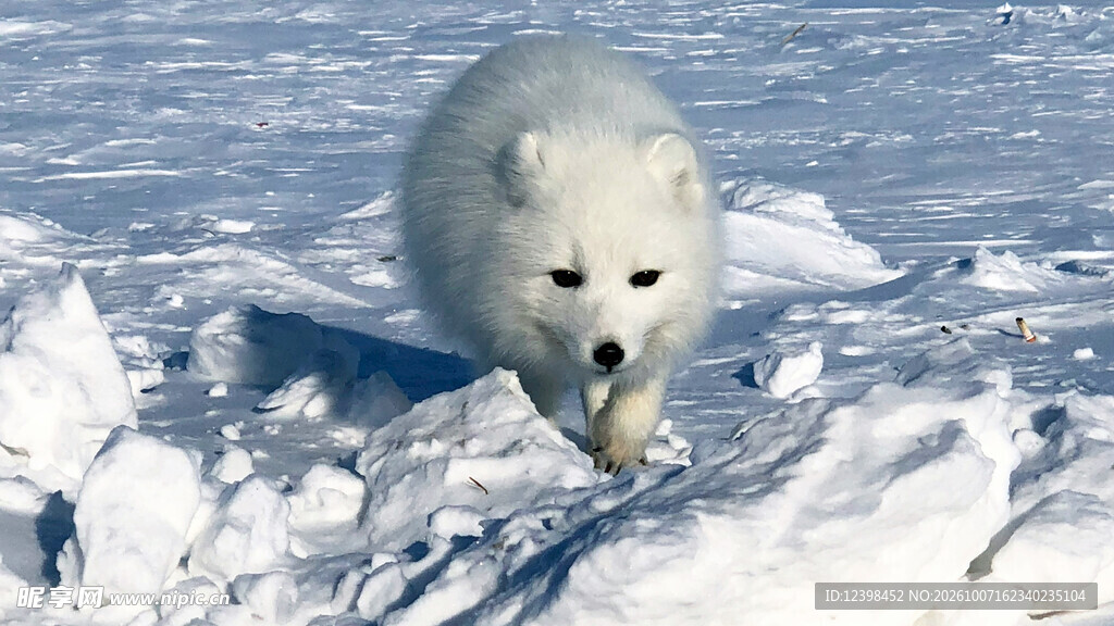 雪地中的北极狐