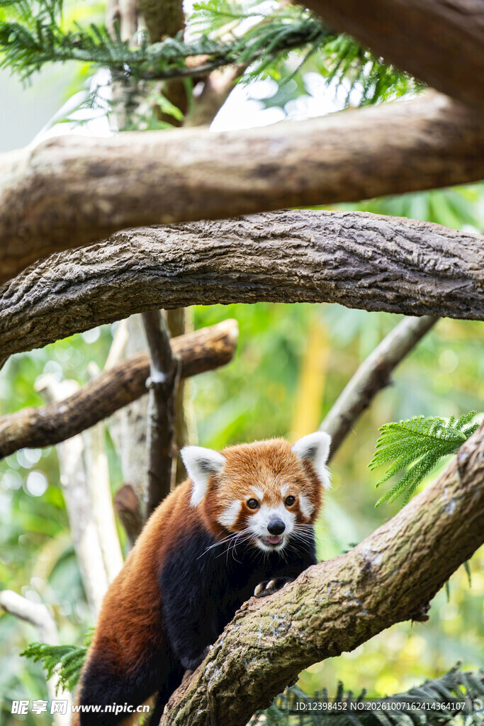 林间树上的小熊猫