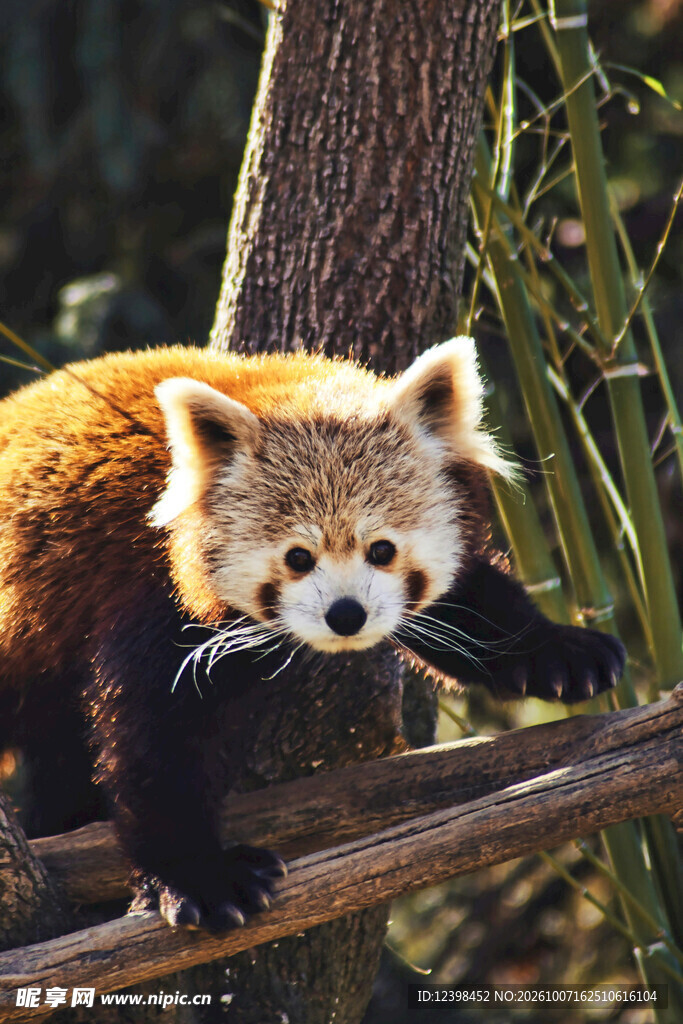 林间呆萌小熊猫