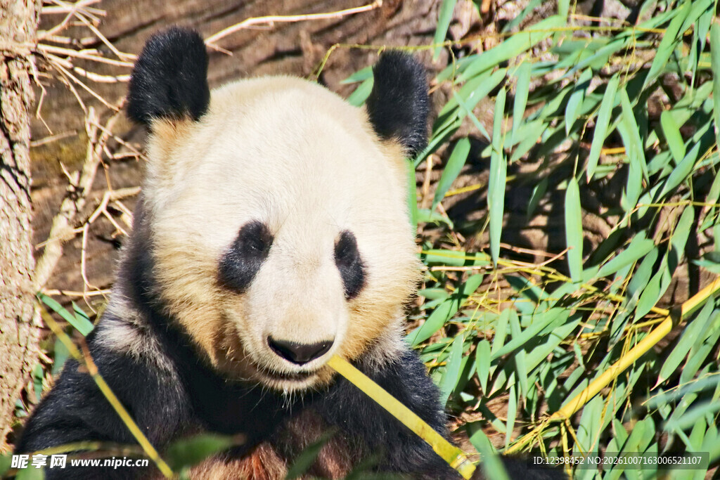 萌态大熊猫进食竹子