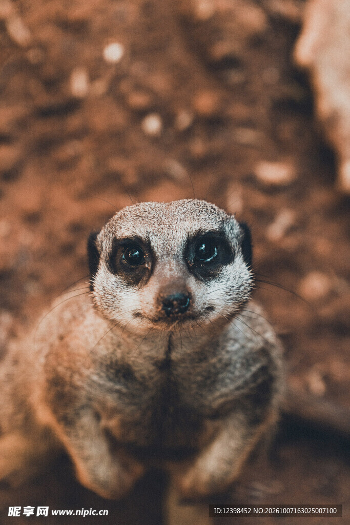 呆萌狐獴正面特写