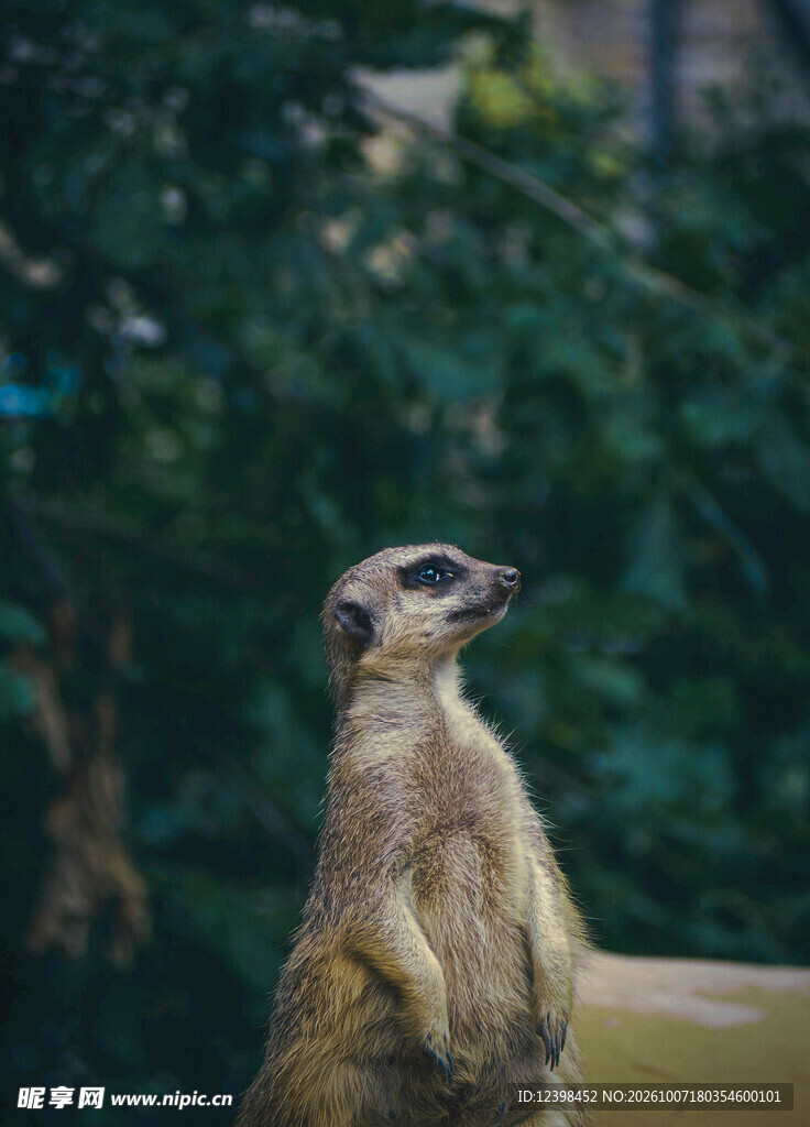 站立张望的狐獴