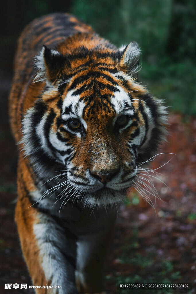 迎面走来的丛林猛虎