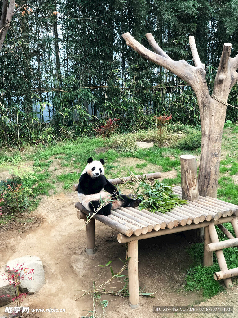 动物园里的大熊猫