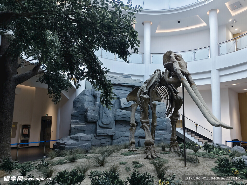 博物馆黄河象骨架化石展