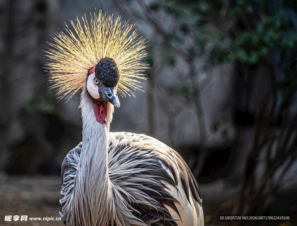 灰冠鹤张嘴鸣叫