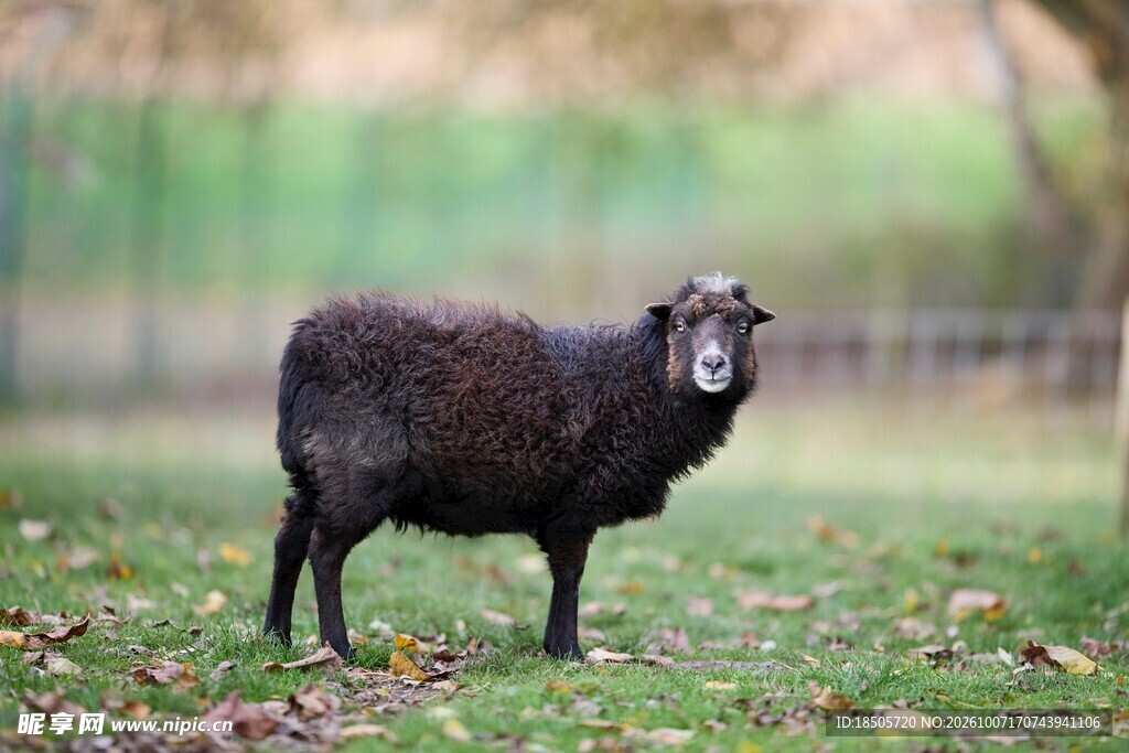 草地站立的黑绵羊