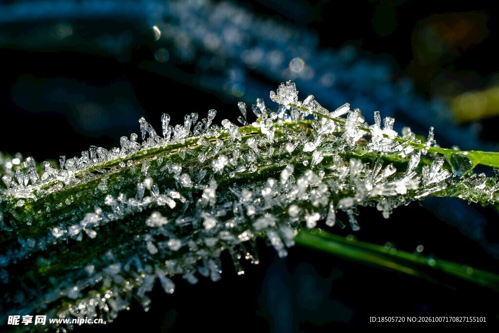 草叶上的霜花特写