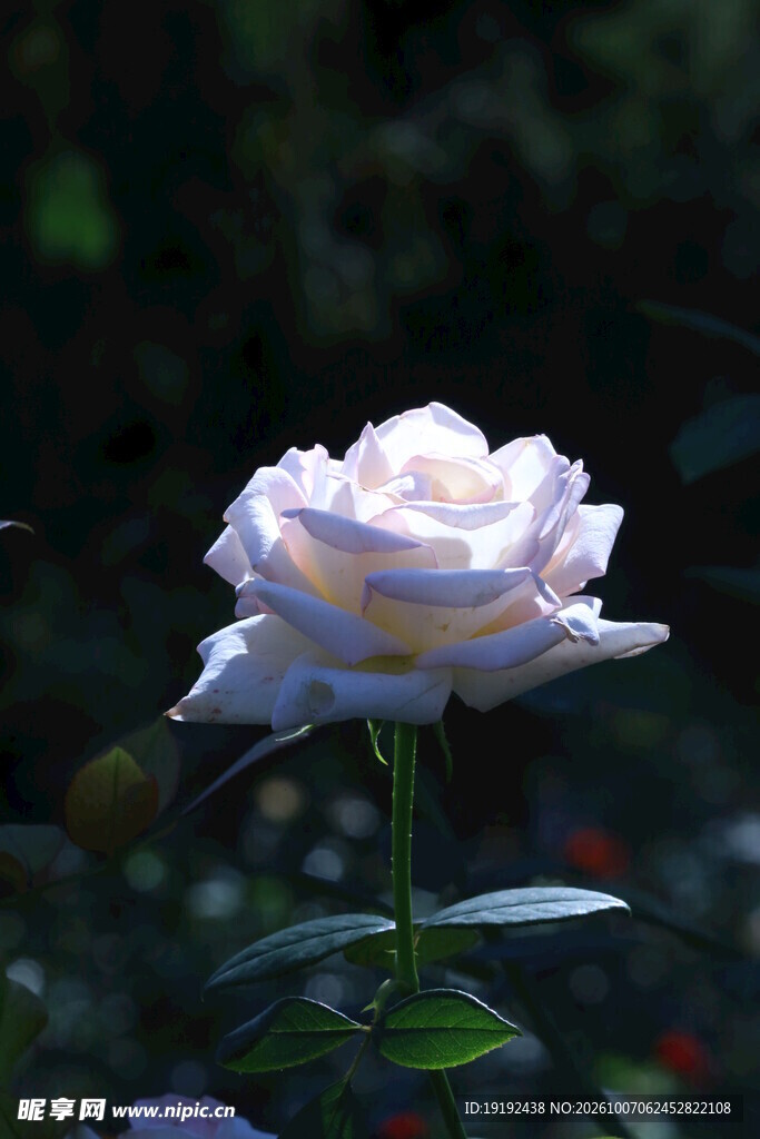 月季花 