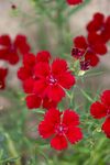 鲜花