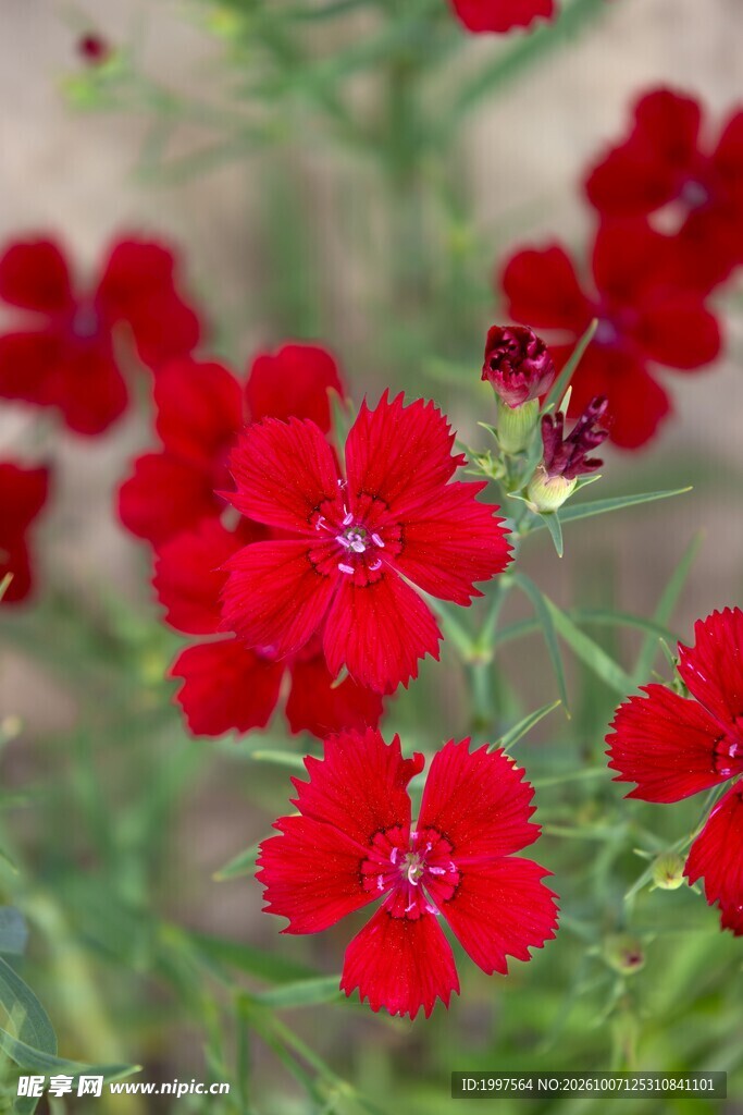 鲜花