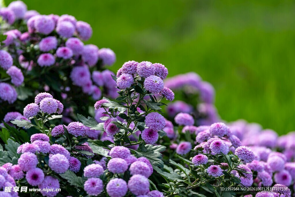 鲜花