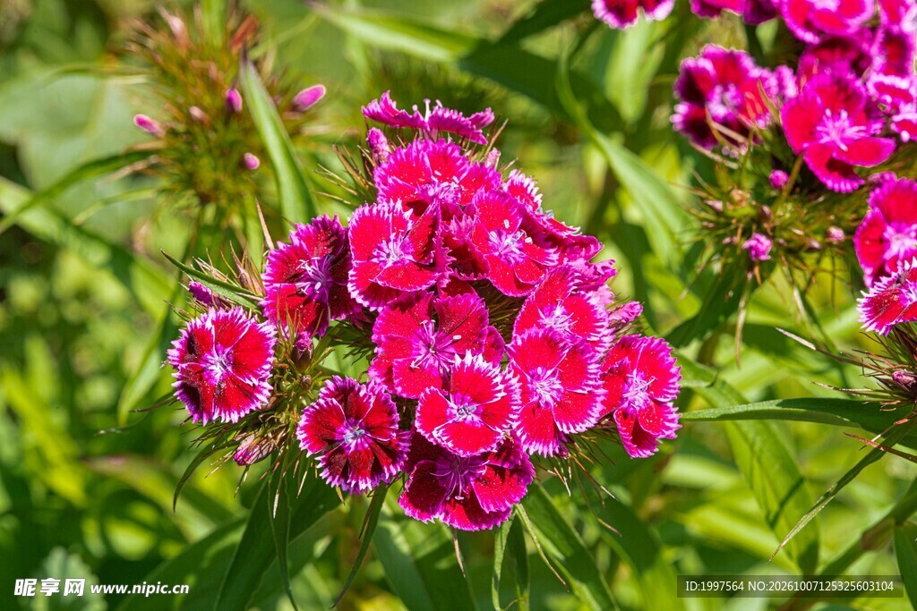 花