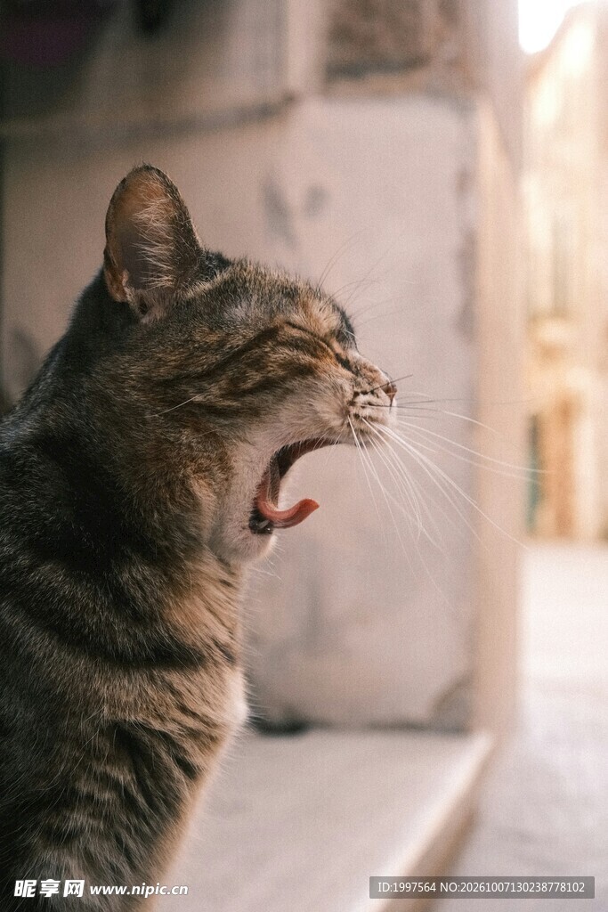 打哈欠的虎斑猫