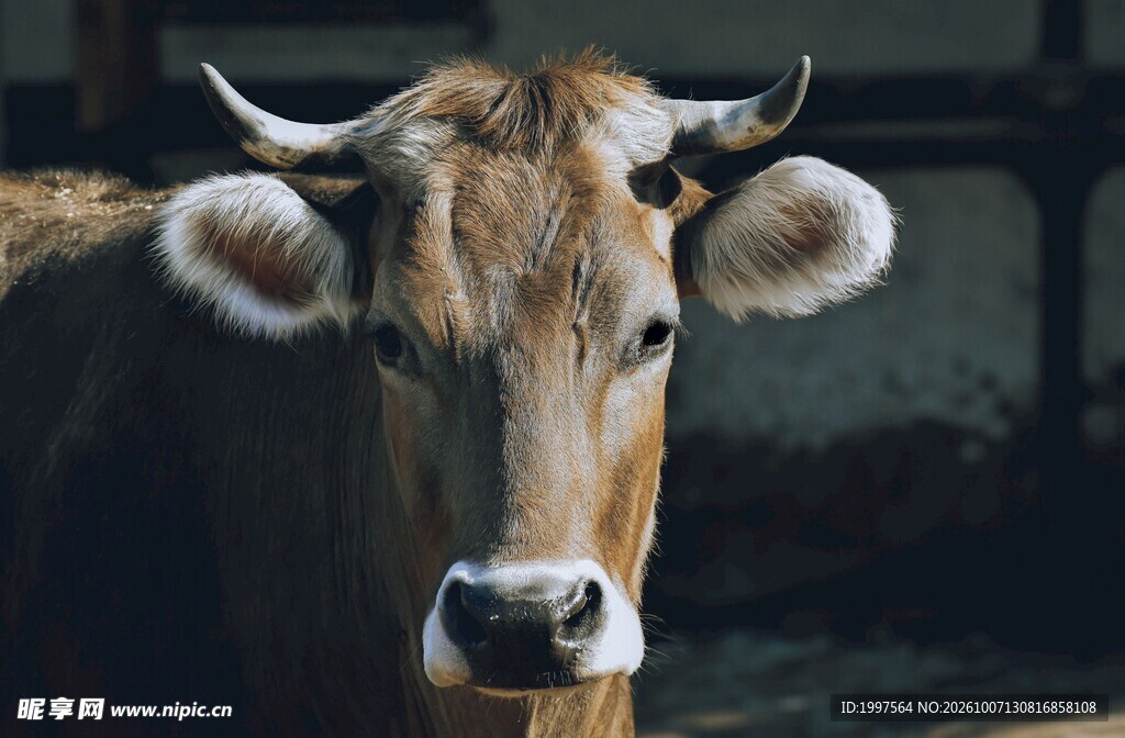 黄牛头部正面特写