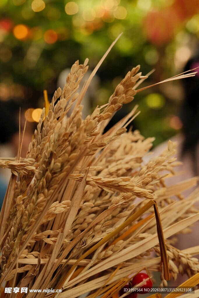 秋日金黄麦穗特写
