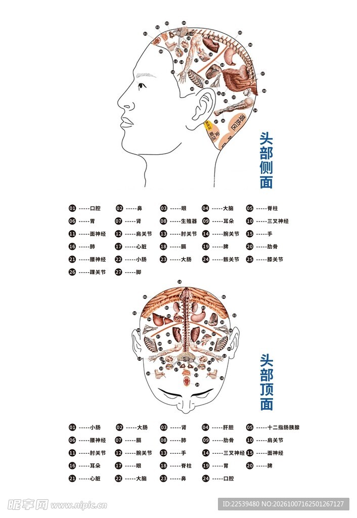 头部穴位示意图谱