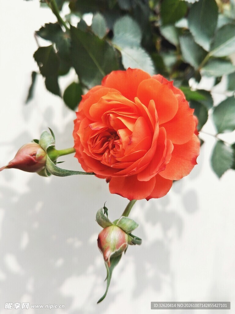 橙红玫瑰与待放花苞