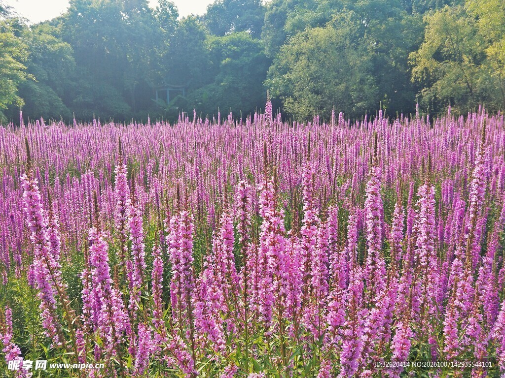 紫色花海自然风光