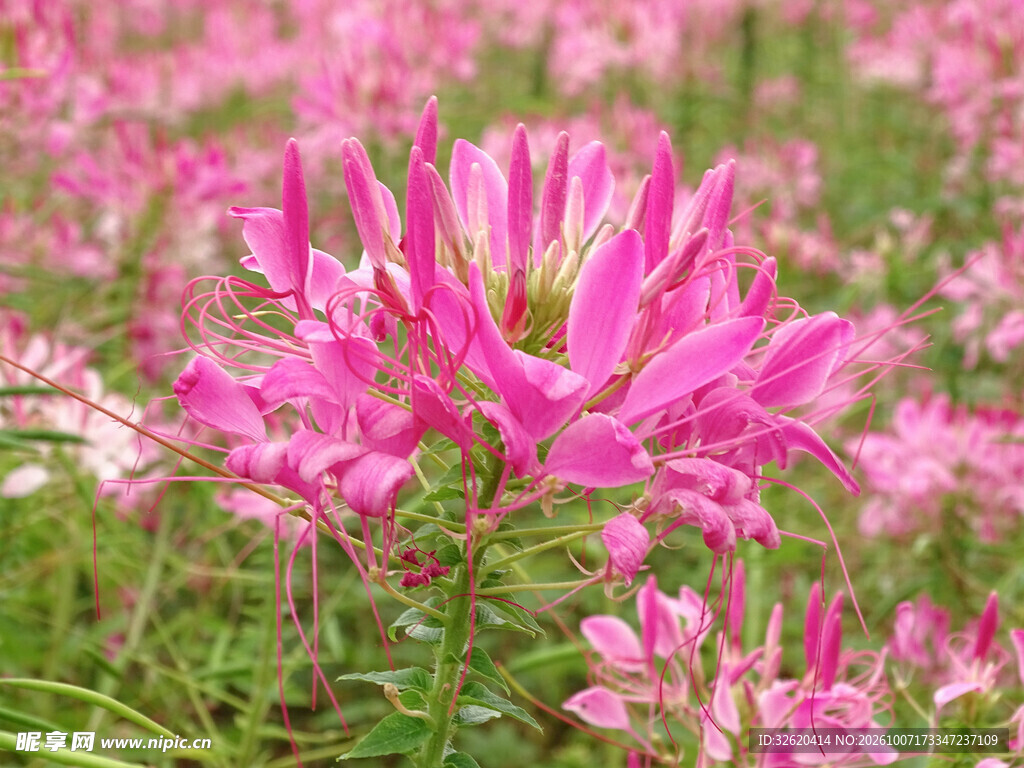 粉色醉蝶花特写
