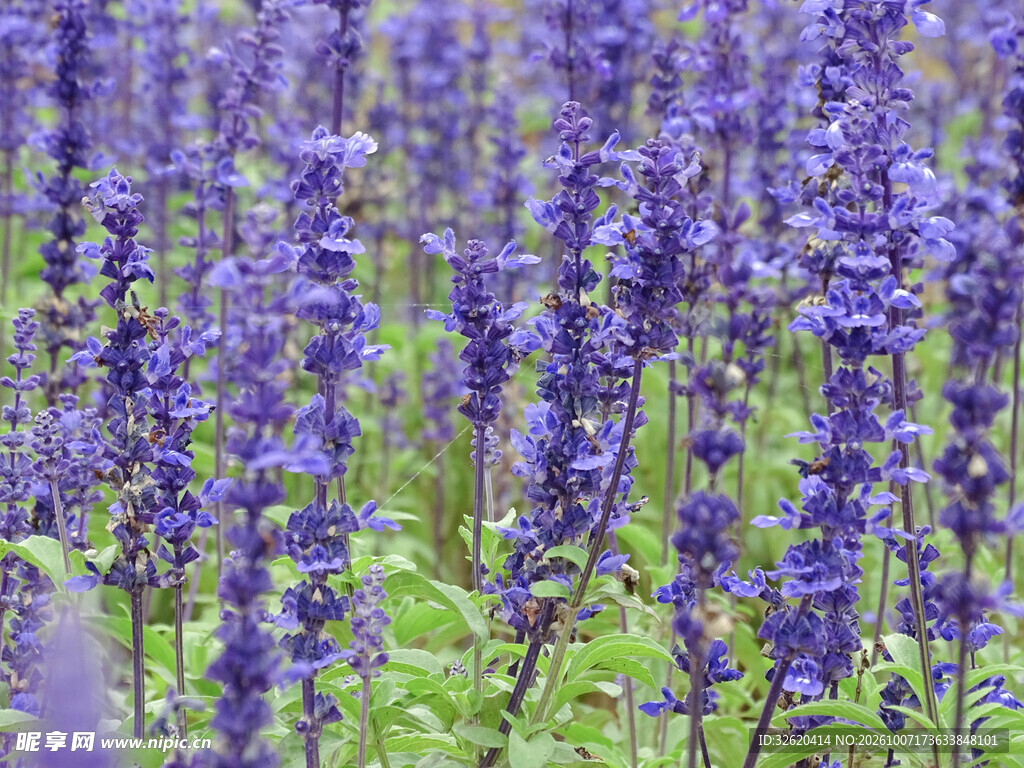 紫色鼠尾草花丛