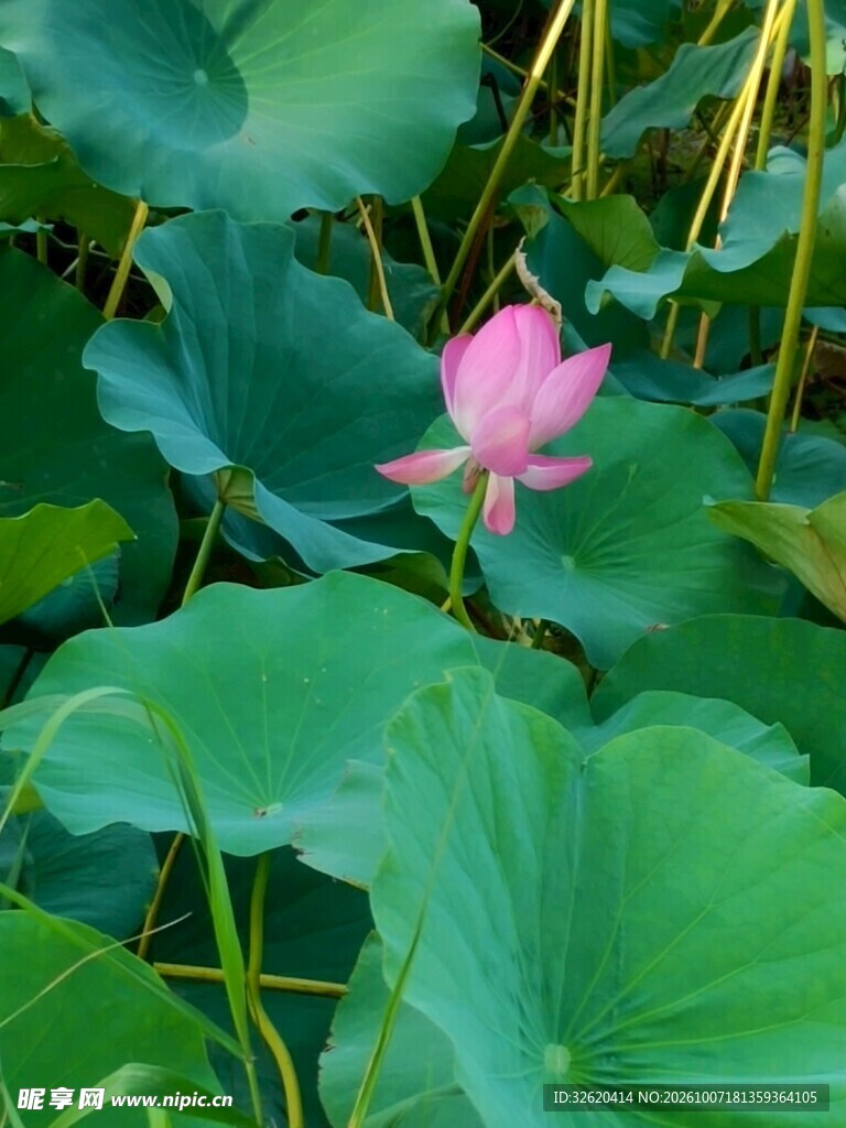 夏日荷塘粉荷