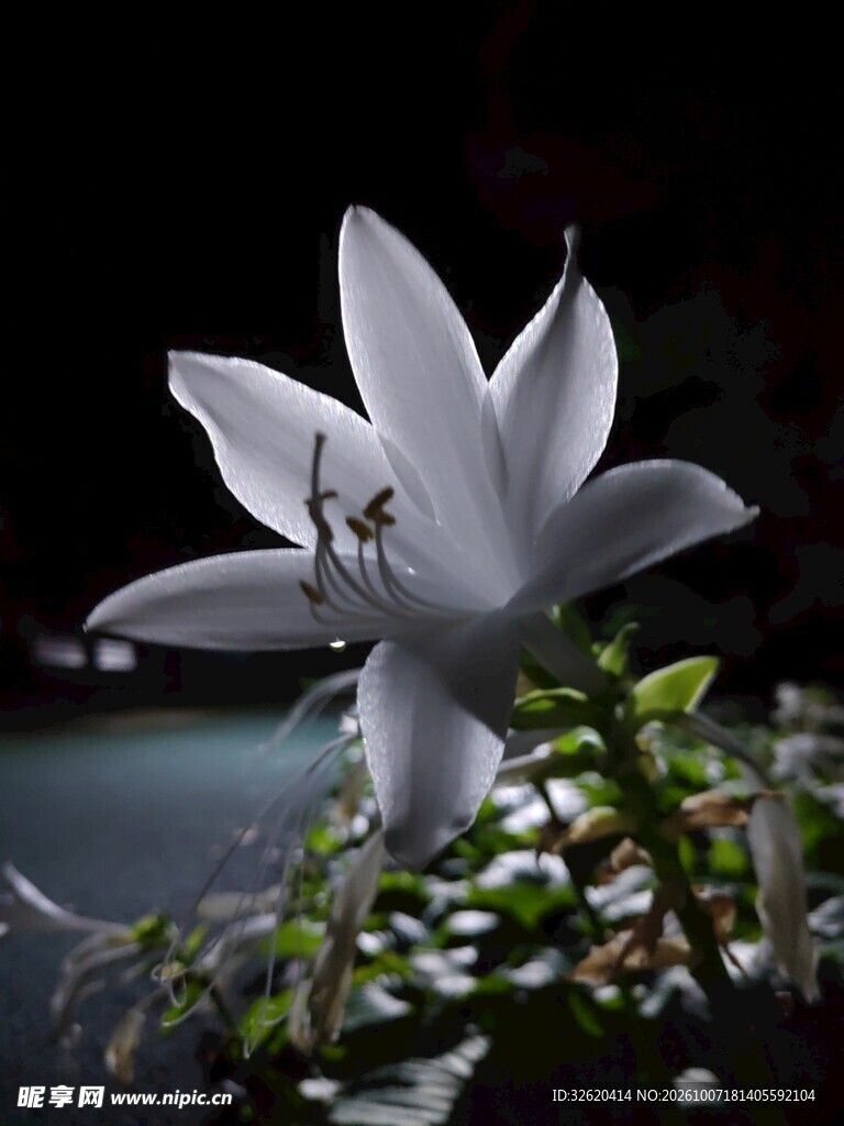暗背景下的白色花朵