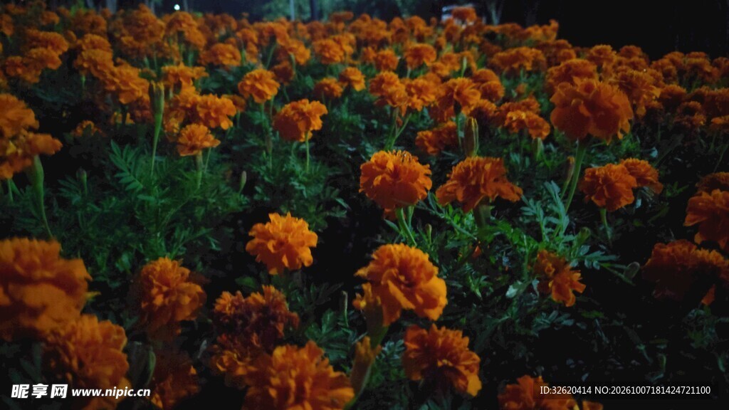 万寿菊花海