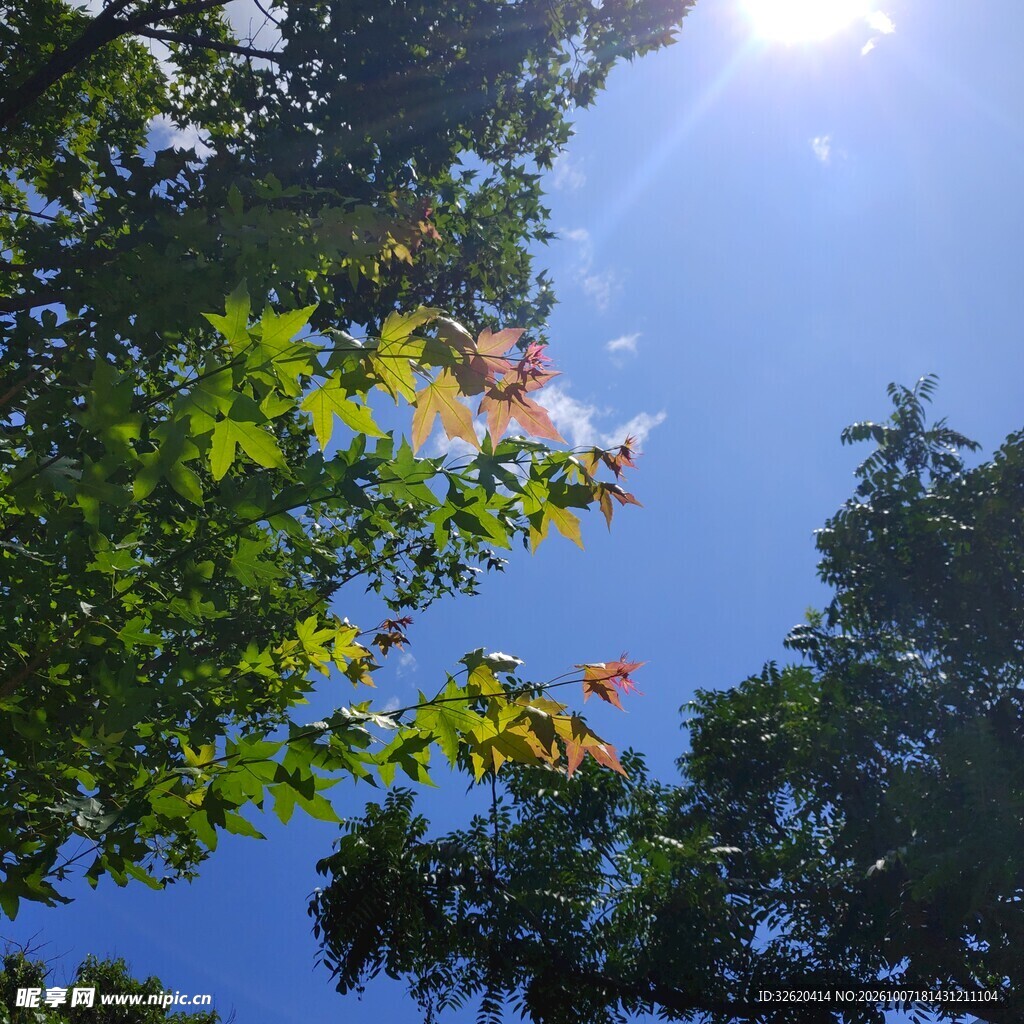 晴日仰拍绿树蓝天