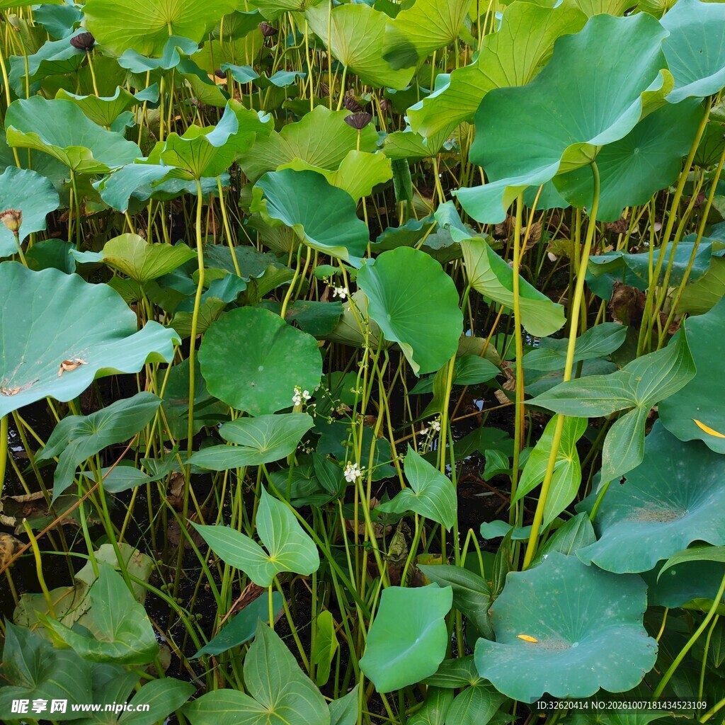 荷塘翠绿荷叶丛