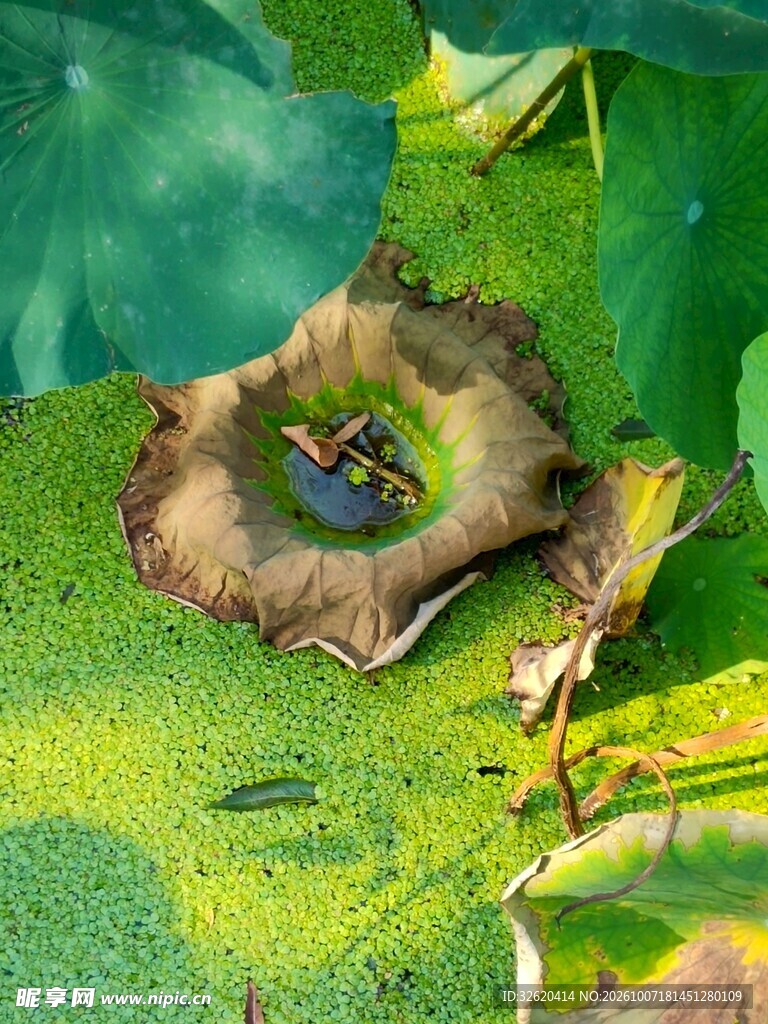 植物叶片