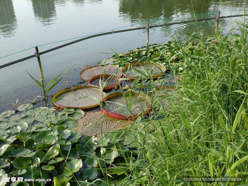 池塘王莲自然景观
