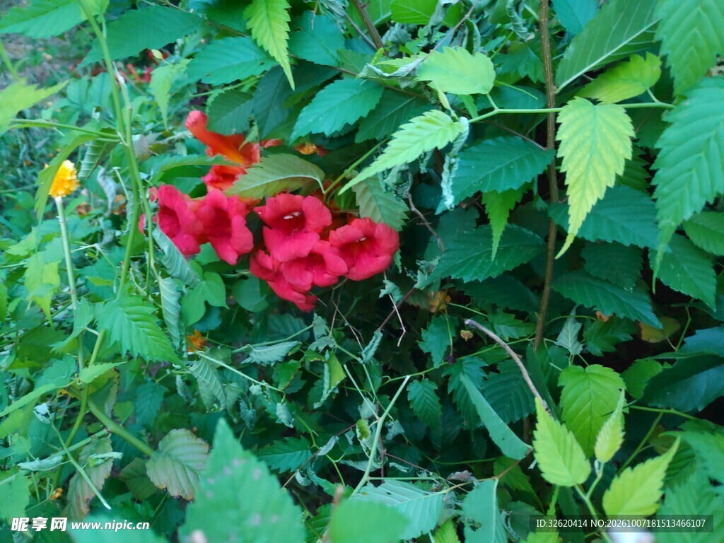 绿叶丛中红色凌霄花