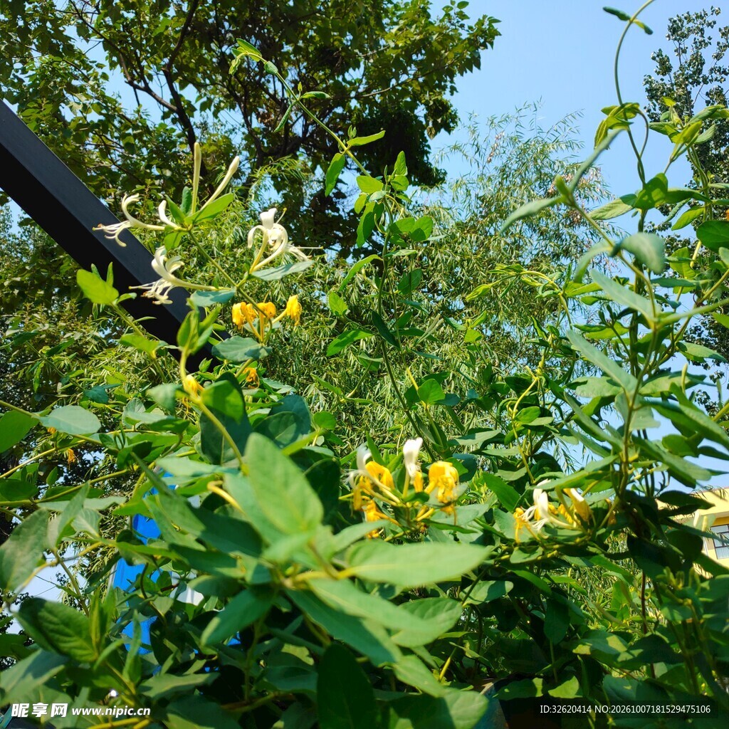 郊野绿植黄花自然景观