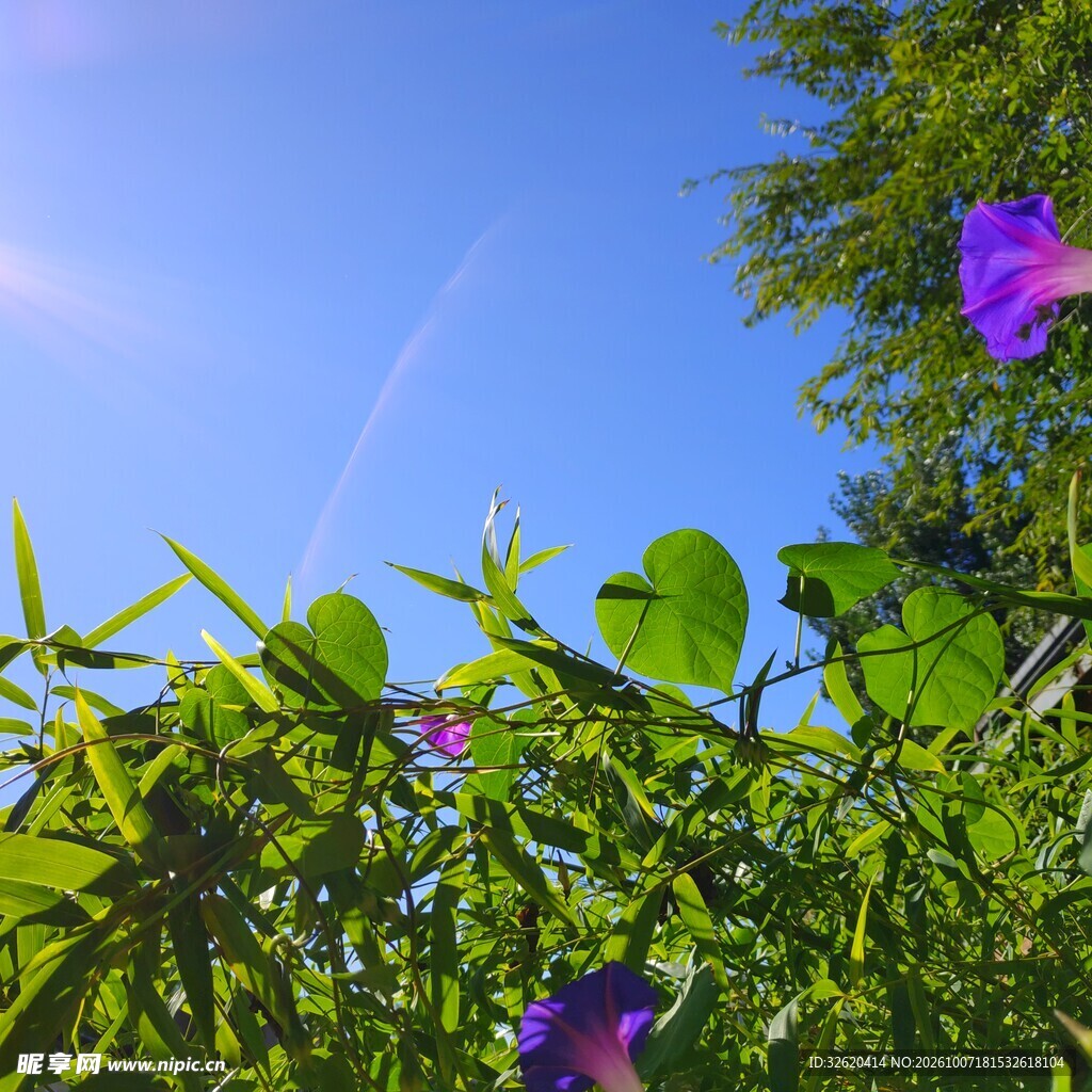 晴空下的牵牛花