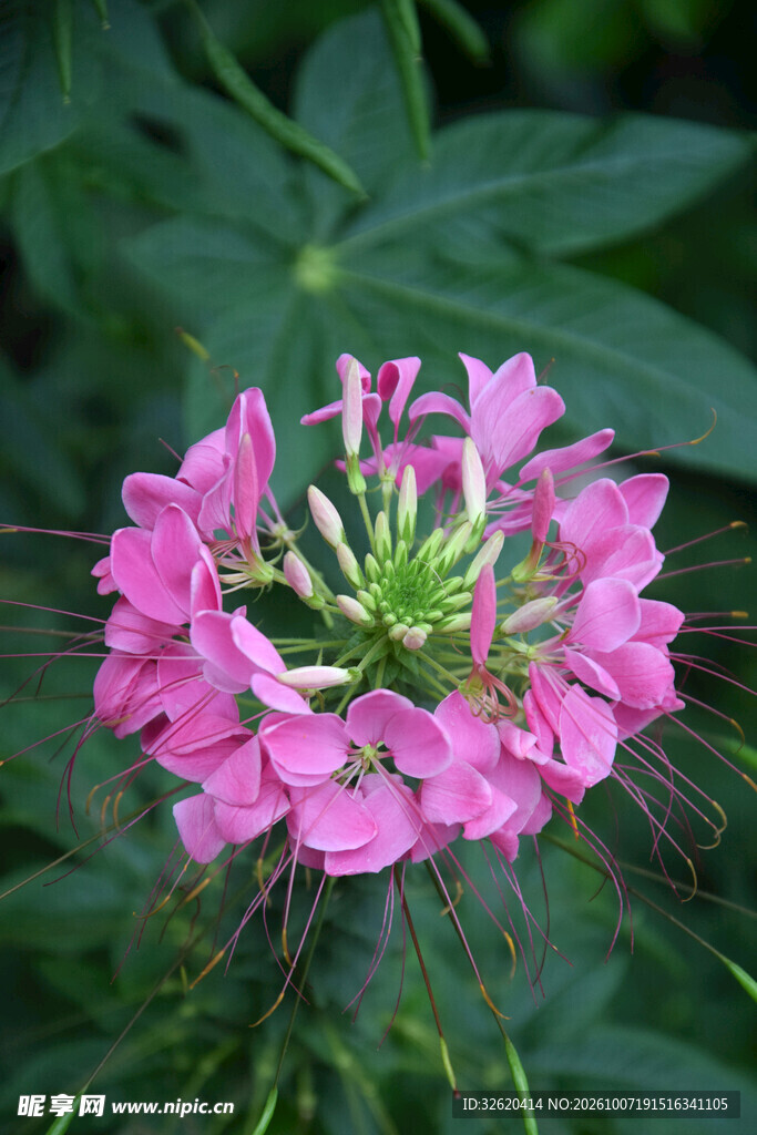 粉色醉蝶花特写