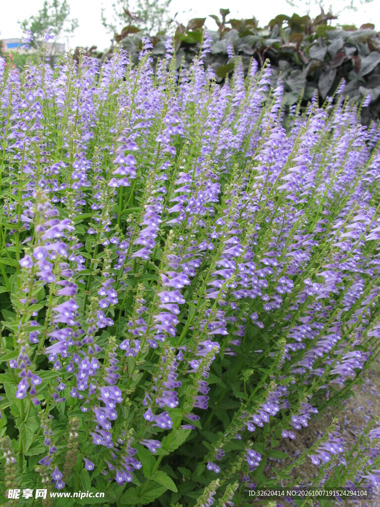 紫色穗状观赏花丛
