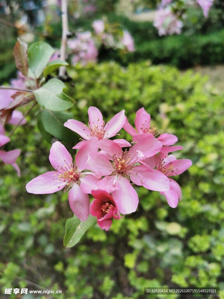 春日粉色小花特写
