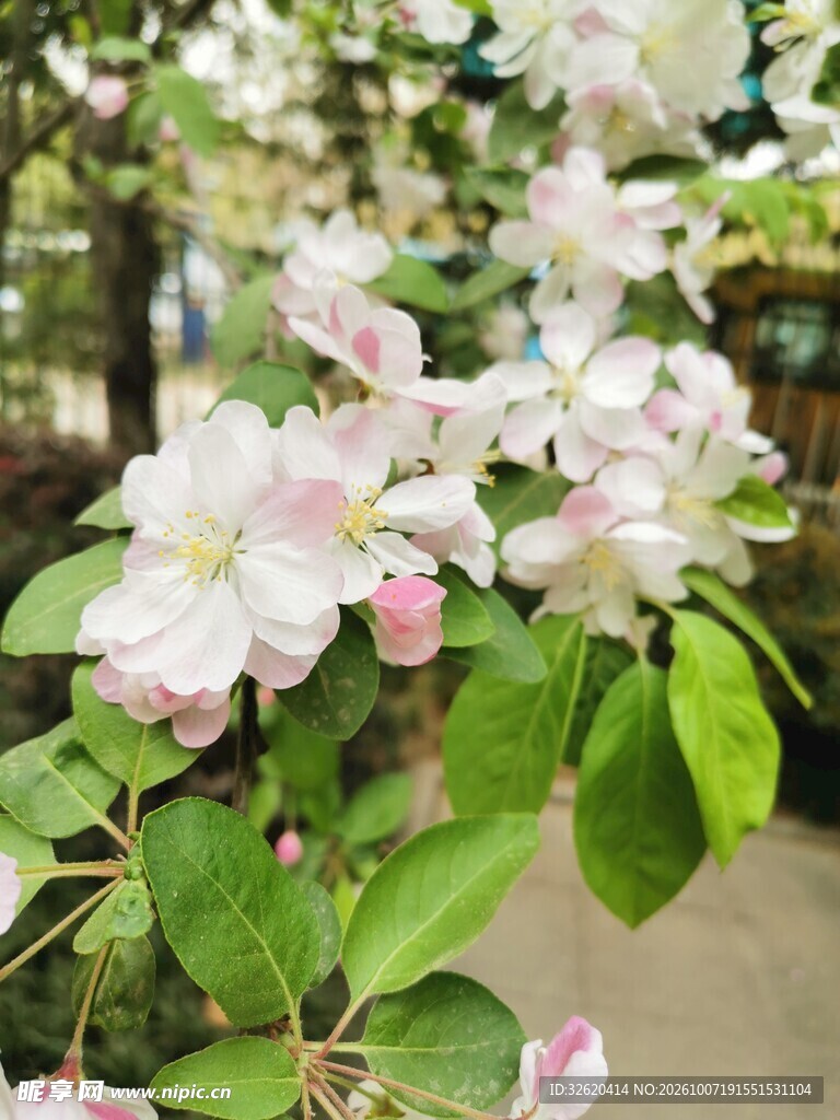 春日粉白海棠花绽放