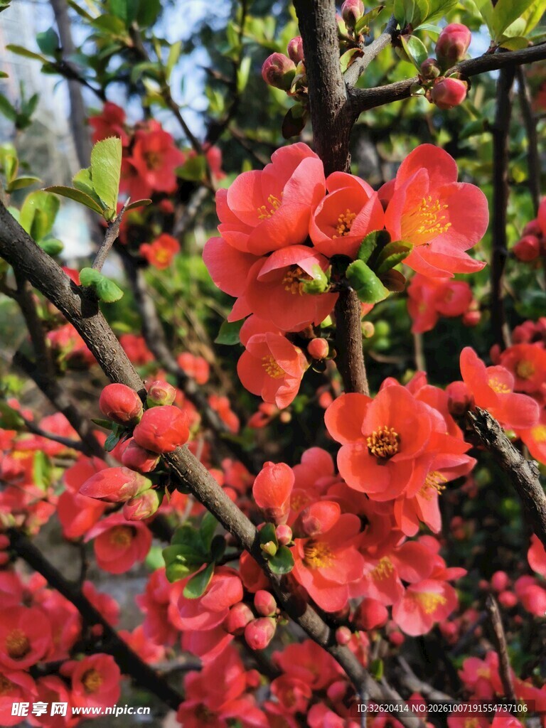 春日盛放红色海棠花