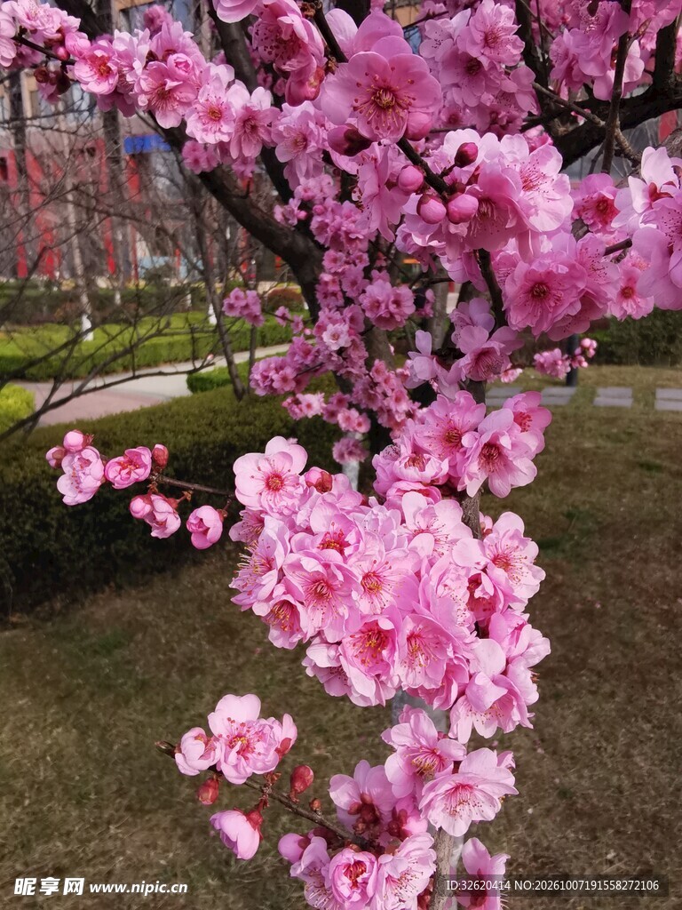 春日粉花枝头盛放