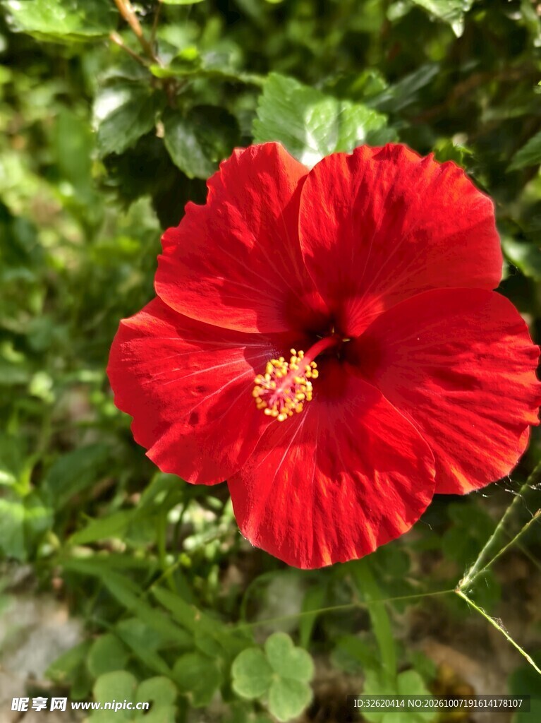盛开的红色朱槿花