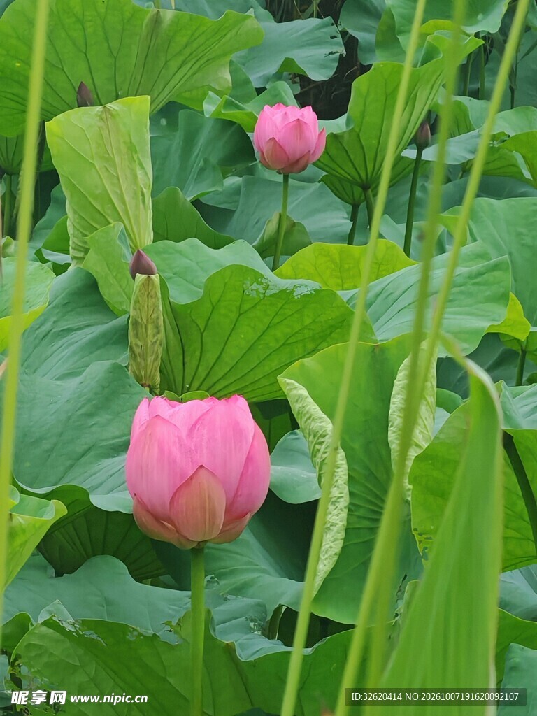 待放的粉色荷花花苞