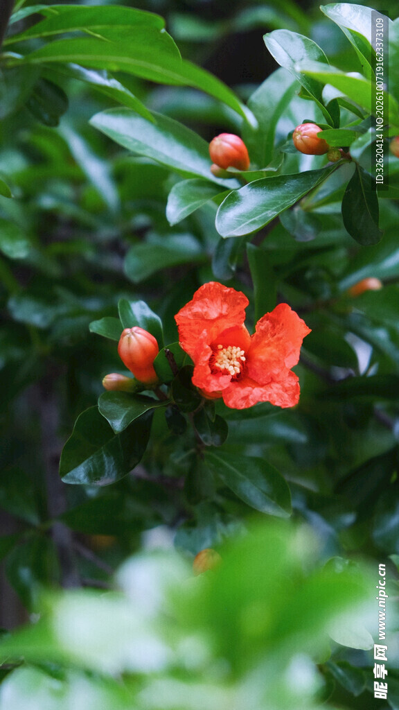 绿叶间盛放的石榴花