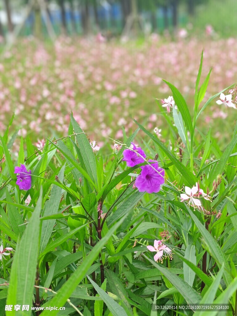 郊野紫色小花景致